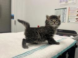 Shelter Stray Female Cat last seen Near E 79th Street, 64132, MO, Kansas City, MO 64132