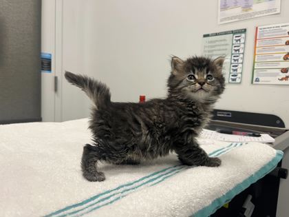 Shelter Stray Female Cat last seen Near E 79th Street, 64132, MO, Kansas City, MO 64132