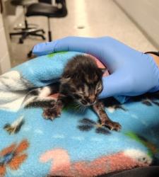 Shelter Stray Male Cat last seen Gastonia, NC 28052, Gastonia, NC 28052