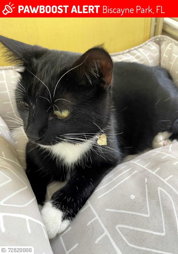 Lost Female Cat last seen Near NE 8th Ave, Biscayne Park FL 33161, Biscayne Park, FL 33161