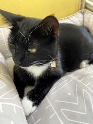 Lost Female Cat last seen Near NE 8th Ave, Biscayne Park FL 33161, Biscayne Park, FL 33161