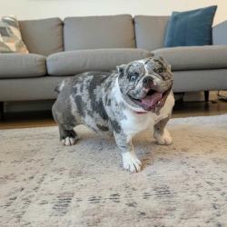 Lost Female Dog last seen Albertsons, Bakersfield, CA 93304