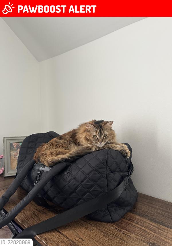 Lost Female Cat last seen Wilmington Manor, Wilmington Manor, DE 19720