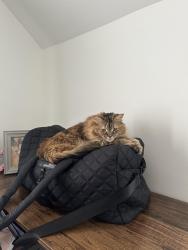 Lost Female Cat last seen Wilmington Manor, Wilmington Manor, DE 19720