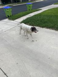 Found/Stray Male Dog last seen Socorro Falls, Northwest Side, TX 78023