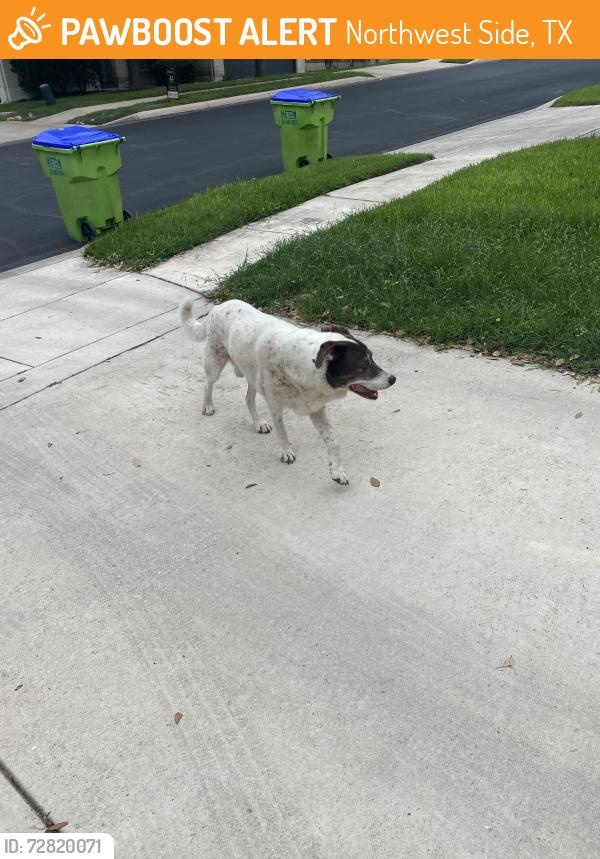 Found/Stray Male Dog last seen Socorro Falls, Northwest Side, TX 78023