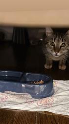 Lost Male Cat last seen Sobro ave, Valley Stream, NY 11580