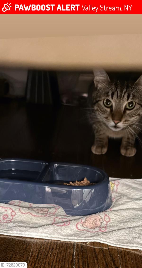 Lost Male Cat last seen Sobro ave, Valley Stream, NY 11580