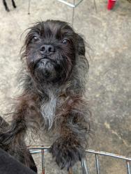 Found/Stray Male Dog last seen Flame Ave and Sultana LN, Seminole County, FL 32751