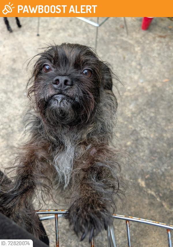 Found/Stray Male Dog last seen Flame Ave and Sultana LN, Seminole County, FL 32751