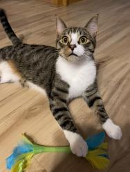 Lost Male Cat last seen Bowline apmts , Champlin, MN 55316