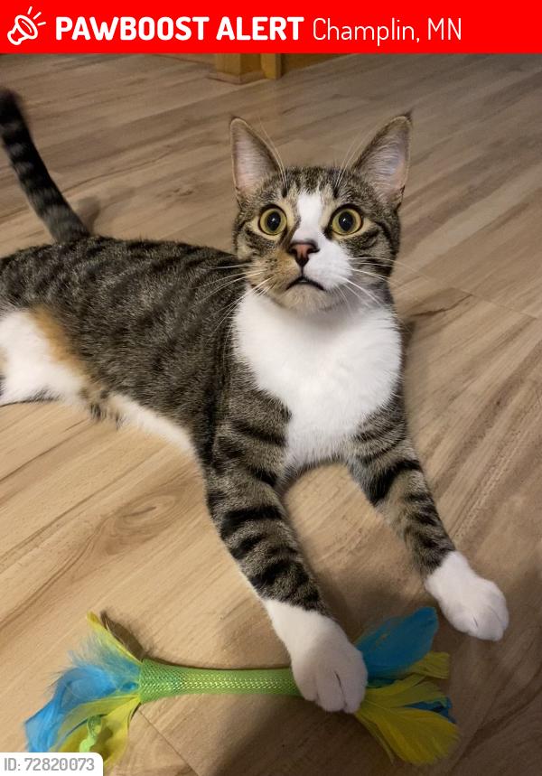 Lost Male Cat last seen Bowline apmts , Champlin, MN 55316