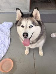 Found/Stray Unknown Dog last seen 41st and rockwood, Rocky Ripple, IN 46220