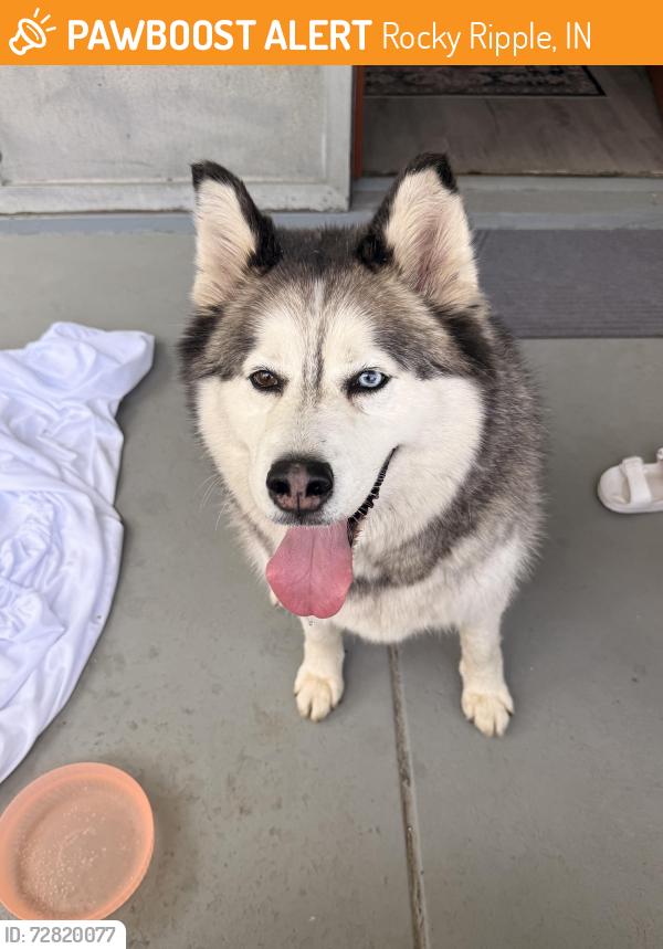 Found/Stray Unknown Dog last seen 41st and rockwood, Rocky Ripple, IN 46220