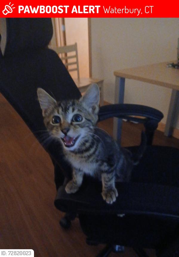 Lost Male Cat last seen Fleet st, Waterbury, CT 06704