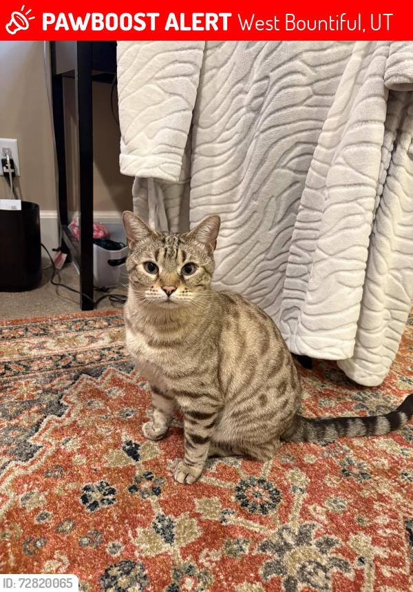 Lost Male Cat last seen west bountiful elementary , West Bountiful, UT 84087