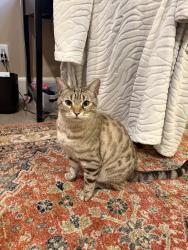 Lost Male Cat last seen west bountiful elementary , West Bountiful, UT 84087
