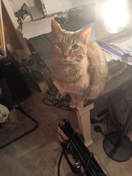 Lost Female Cat last seen  Antioch Rd, Phillip Drew Dr, and Alta Tree Blvd. This area is located near State of Franklin Road and West Walnut Street, Johnson City, TN 37604