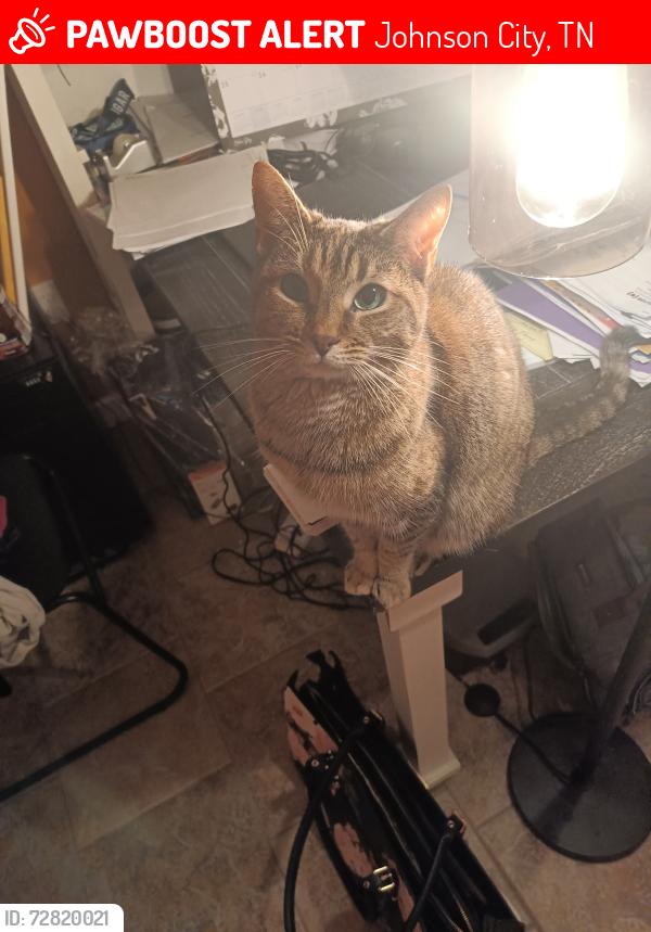 Lost Female Cat last seen  Antioch Rd, Phillip Drew Dr, and Alta Tree Blvd. This area is located near State of Franklin Road and West Walnut Street, Johnson City, TN 37604