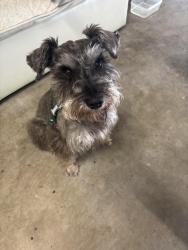 Found/Stray Male Dog last seen havenbrook , Concord, NC 28027
