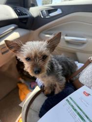 Lost Female Dog last seen Pebble hills, El Paso, TX 79938