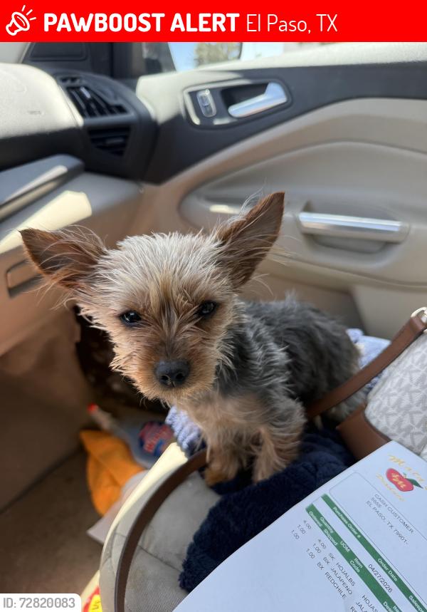 Lost Female Dog last seen Pebble hills, El Paso, TX 79938
