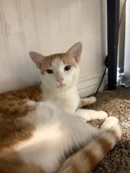 Lost Male Cat last seen N Harris Dr, Mesa, AZ 85203