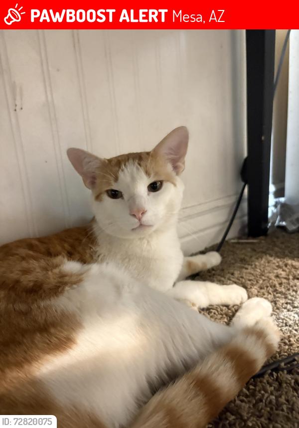 Lost Male Cat last seen N Harris Dr, Mesa, AZ 85203