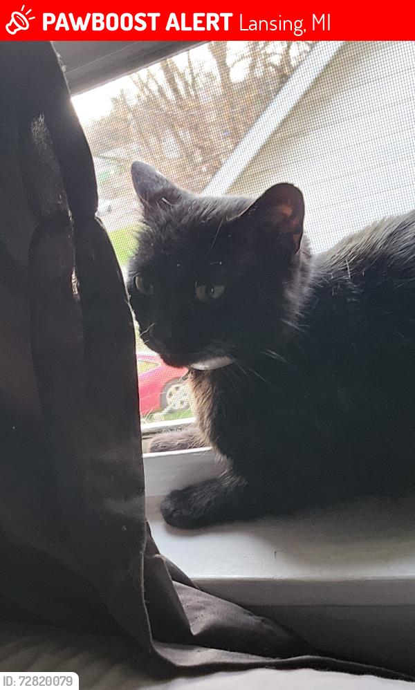 Lost Female Cat last seen Capital area humane society spay and neuter clinic, Lansing, MI 48911