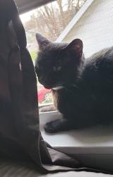 Lost Female Cat last seen Capital area humane society spay and neuter clinic, Lansing, MI 48911