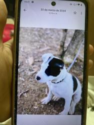 Lost Female Dog last seen Coatlan nueva españa, Guadalajara, Jal. 44980