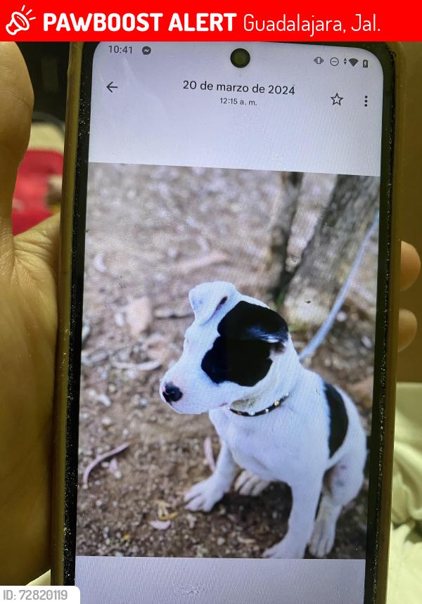 Lost Female Dog last seen Coatlan nueva españa, Guadalajara, Jal. 44980