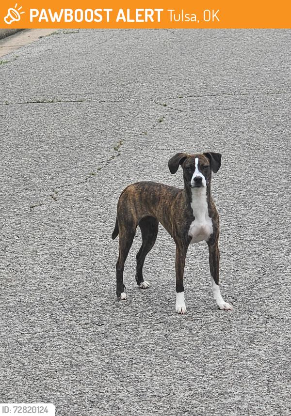 Found/Stray Unknown Dog last seen 6th and sheridan, Tulsa, OK 74112