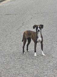 Found/Stray Unknown Dog last seen 6th and sheridan, Tulsa, OK 74112