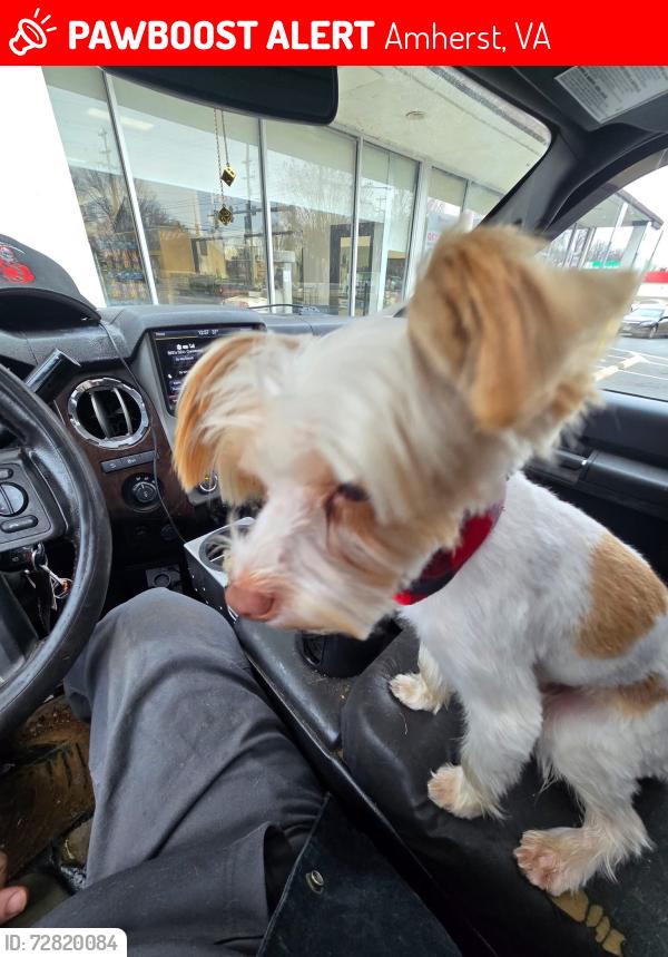 Lost Male Dog last seen Near Cedar Hill Dr Amherst, VA  24521, wooden area, Amherst, VA 24521