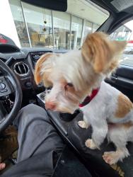 Lost Male Dog last seen Near Cedar Hill Dr Amherst, VA  24521, wooden area, Amherst, VA 24521