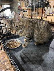 Found/Stray Female Cat last seen Country creek drive , Pickens County, SC 29635
