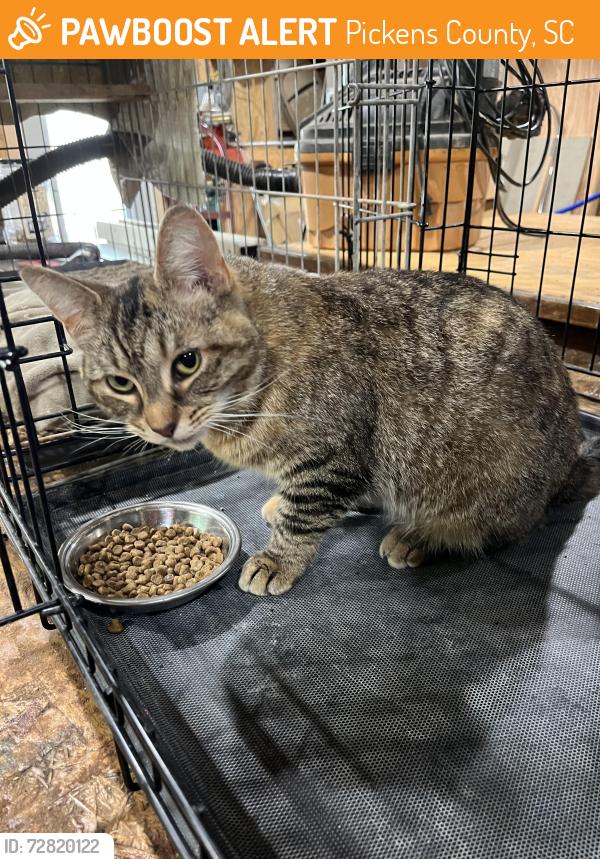 Found/Stray Female Cat last seen Country creek drive , Pickens County, SC 29635