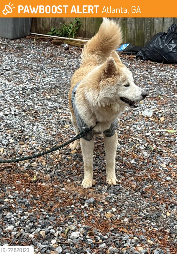 Found/Stray Female Dog last seen Macedonia rd , Atlanta, GA 30354