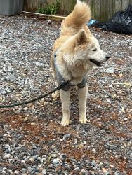 Found/Stray Female Dog last seen Macedonia rd , Atlanta, GA 30354