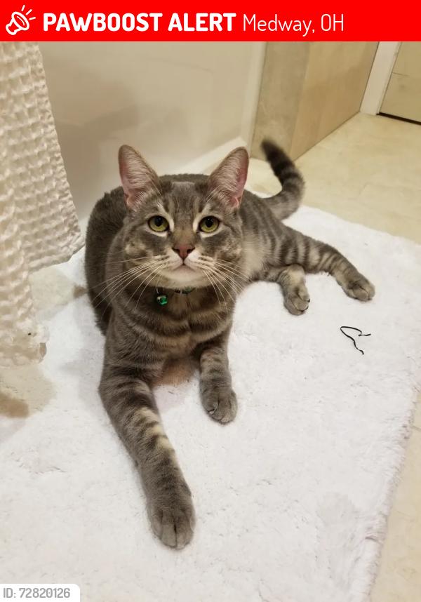 Lost Male Cat last seen Near Fair Avenue, Medway, OH, Medway, OH 45341