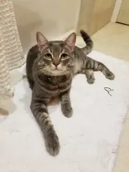 Lost Male Cat last seen Near Fair Avenue, Medway, OH, Medway, OH 45341
