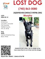 Lost Male Dog last seen Columbus st and Arnold ave , Lancaster, OH 43130
