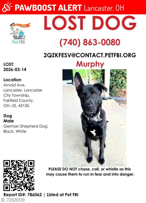 Lost Male Dog last seen Columbus st and Arnold ave, Lancaster, OH 43130