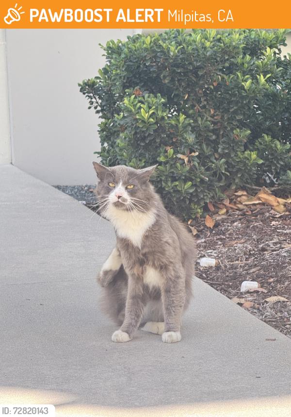 Found/Stray Male Cat last seen Near building, Milpitas, CA 95035