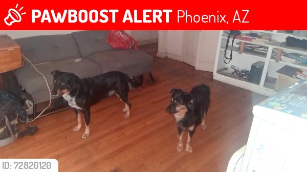 Lost Male Dog last seen 7th St and mcdowell , Phoenix, AZ 85004