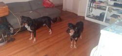 Lost Male Dog last seen 7th St and mcdowell , Phoenix, AZ 85004