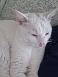 Found/Stray Male Cat last seen North pond 30076 Martin's landing Roswell, Roswell, GA 30076