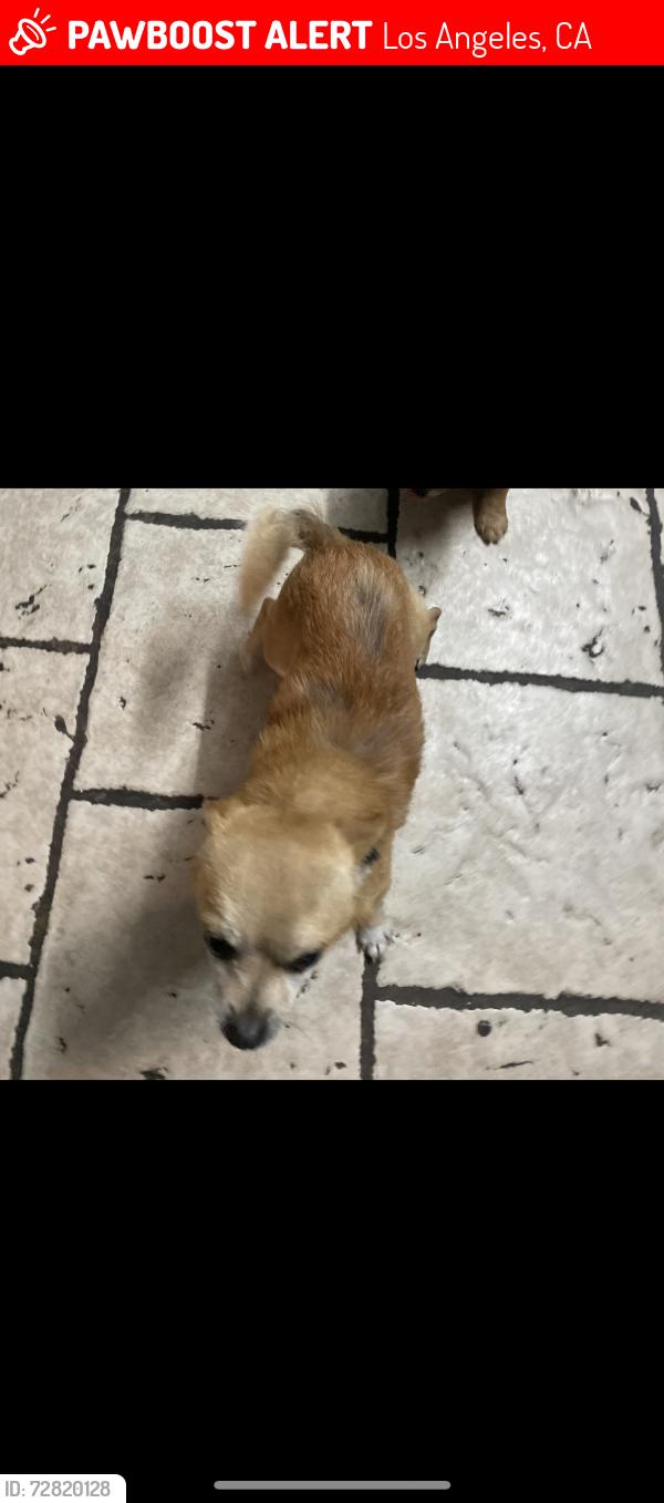 Lost Male Dog last seen Avalon and Florence , Los Angeles, CA 90003