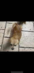 Lost Male Dog last seen Avalon and Florence , Los Angeles, CA 90003